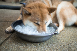 A dog with its snout in a bowl of ice.