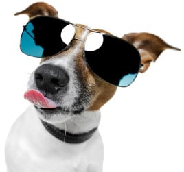 dog in glasses2