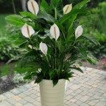 Peace Lily