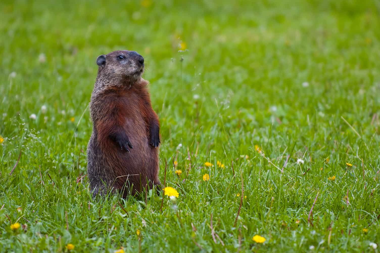 How The Groundhog Got A Day Applewood Plumbing how-the-groundhog-got-a-day-applewood-plumbing