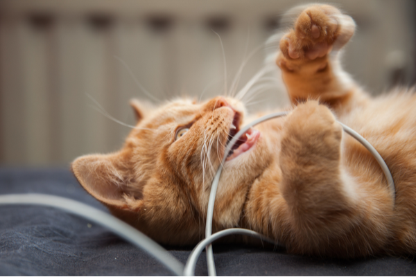 Orange cat laying on it's back chewing an electrical cord