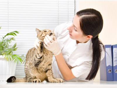 If your cat is chewing cords or wires, see your vet.