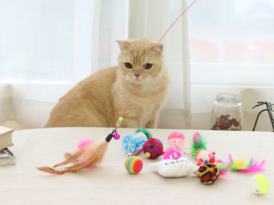 A good assortment of toys keeps cats from chewing wires.