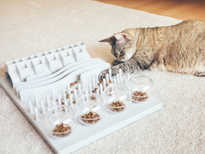 Happy healthy cats won't chew home wires