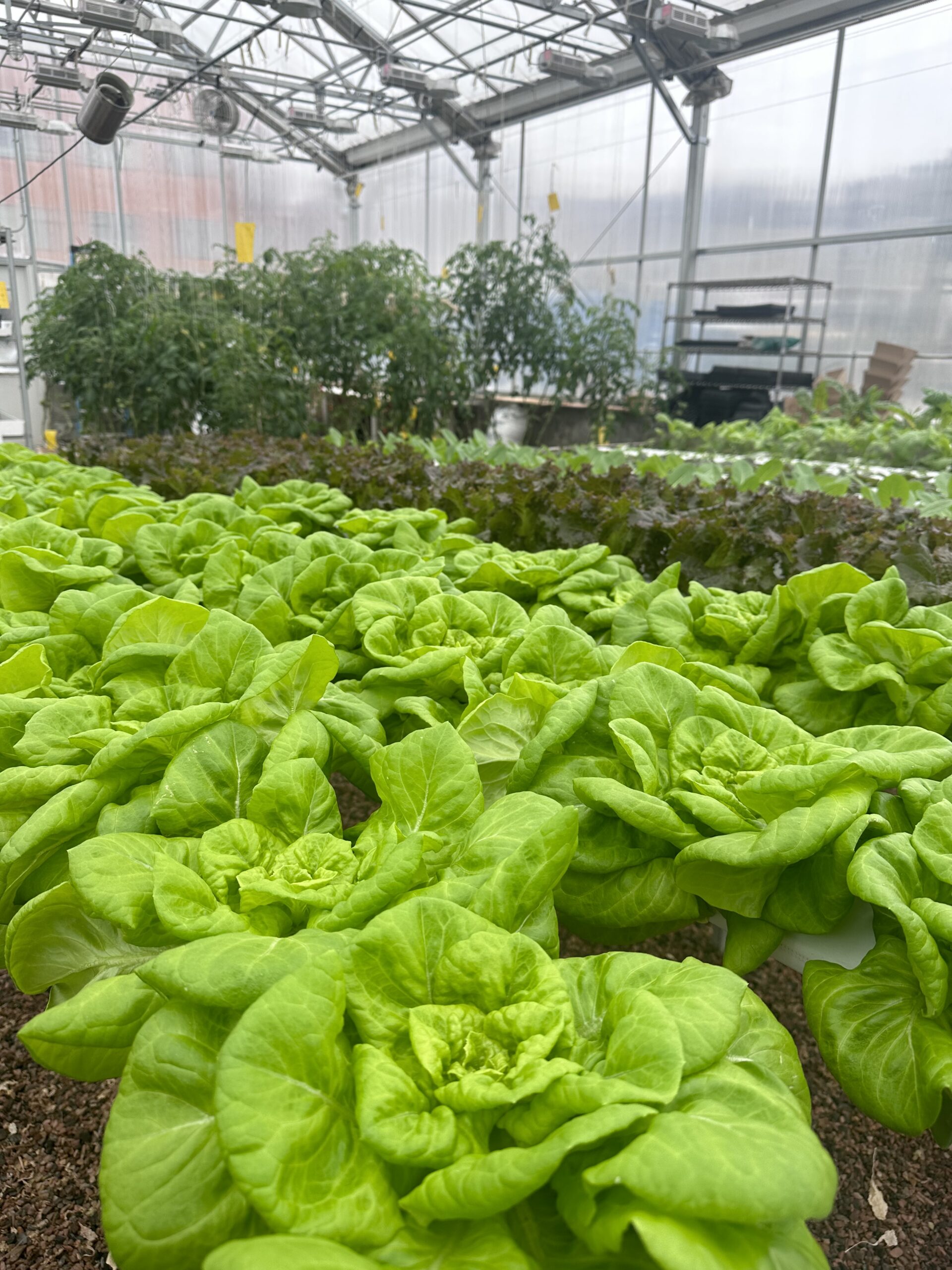 Green plants and trees in a greenhouse.