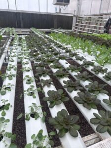 Green plants in a row in a greenhouse.