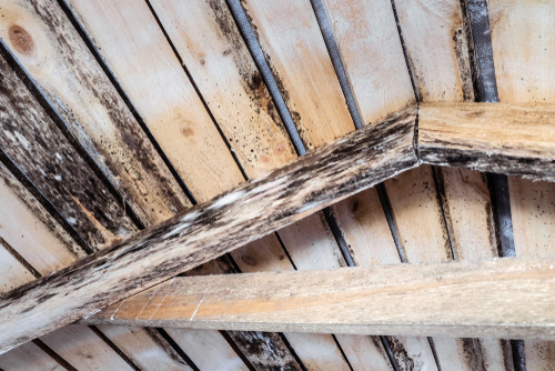 Mold forms on the roof beams of an unventilated attic.